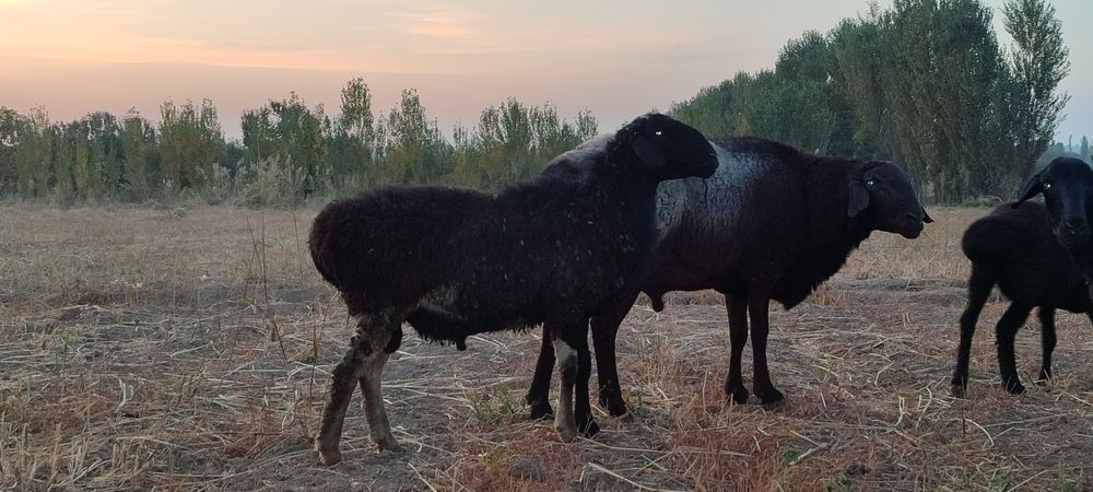 Kotta va qozi Qochqorla sotamiz