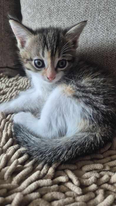 Отдам в добрые руки котят