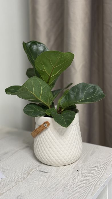 Лирата бамбино, фикус