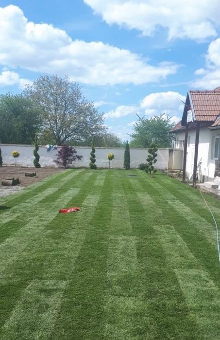 Leylandi cupressus, Livrare gratuita oriunde în Țară