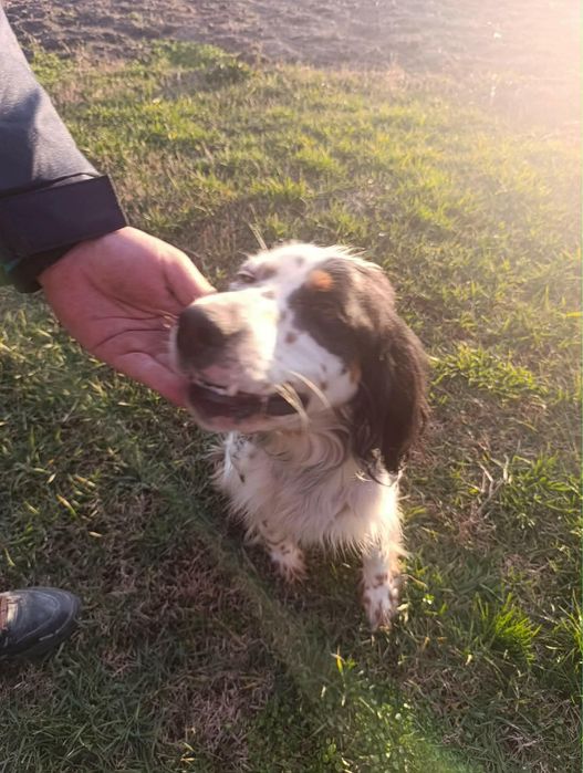 Продавам английски сетер