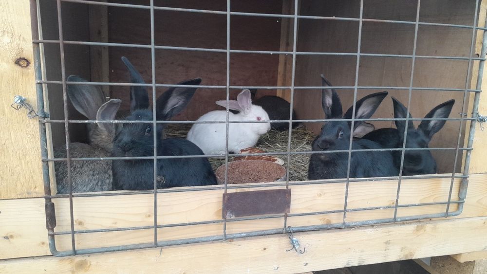 Продам кроликов 8 штук