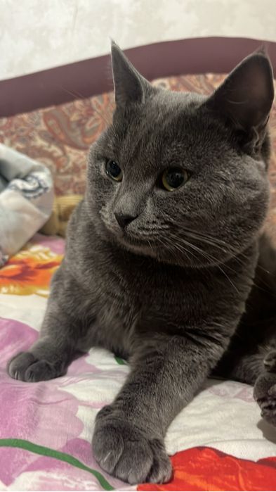 Пропал кот в районе 7 мкр