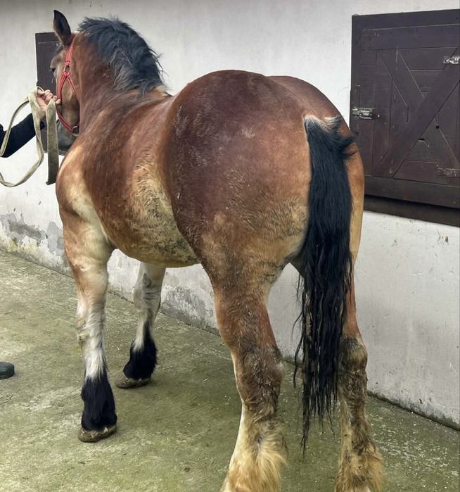 Vand mânză de un 1 si 7 luni