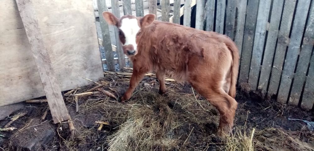 Vitea Baltata Romaneasca