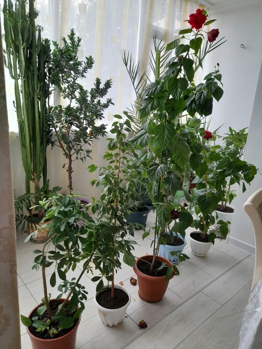 Комнатные цветы  продаю