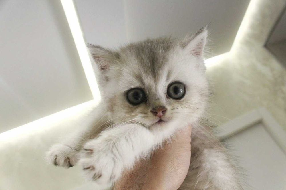 Zotdor Scottish Fold va Scottish Straight Shinshila mushuklar sotiladi