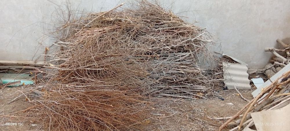 Утин сотилади, гужум ва тут шохолари