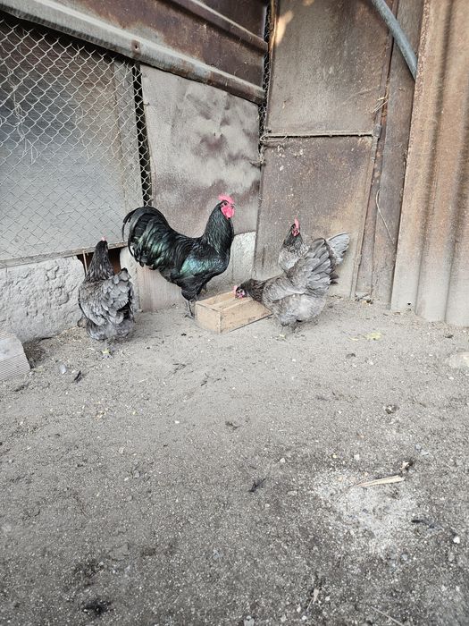 Оплодени яйца от австралорп