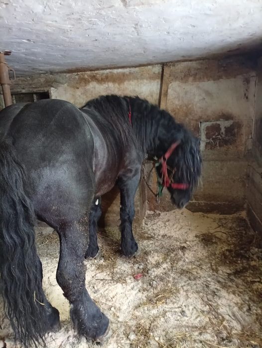 Vand cal 3 ani jumate