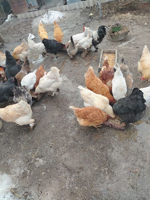 Тауықтар сатылады