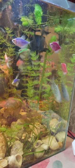 Продам аквариум 40 л со всем содержимым