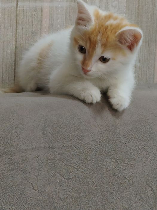 Отдадим котика в хорошие руки.Котята кушают,ходят на песок .Здоровые.