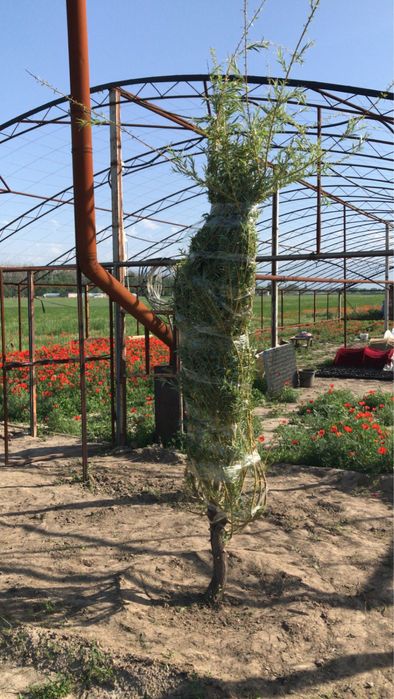 Продам теплицу 2 теплица и 1 для рассады