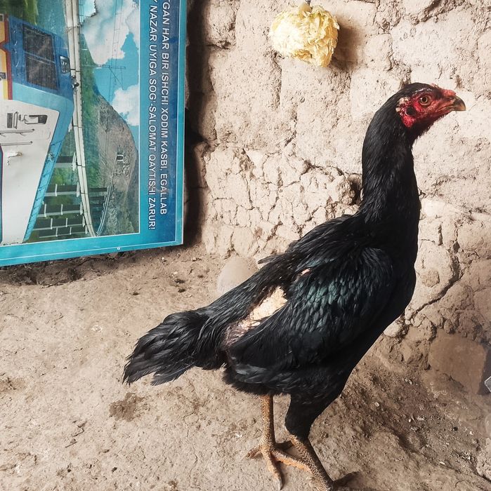 Sotiladi dakan tovuq