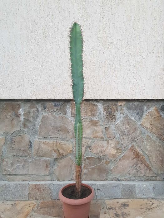 Кактус    Cereus