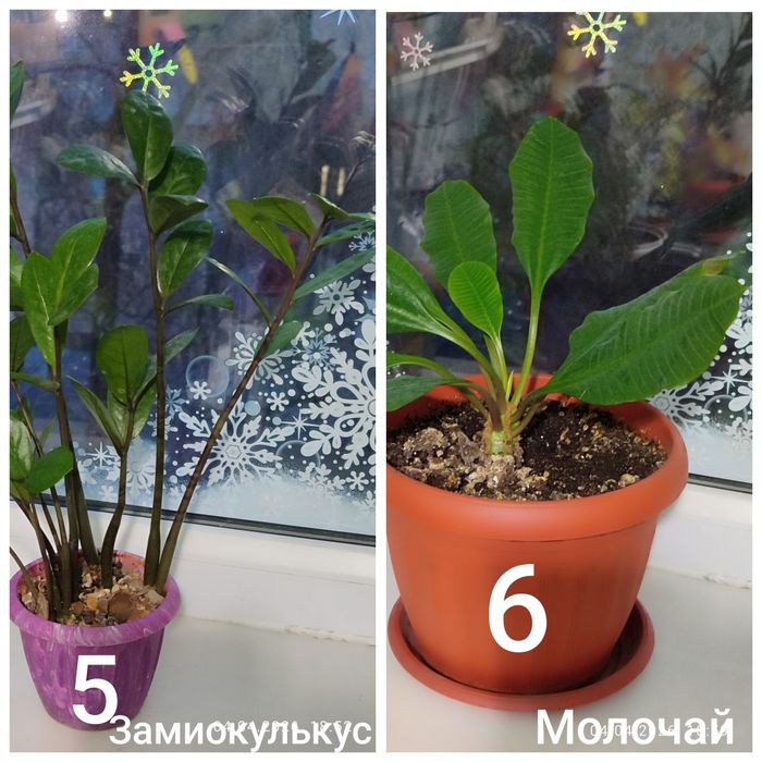 Продам растения и цветы