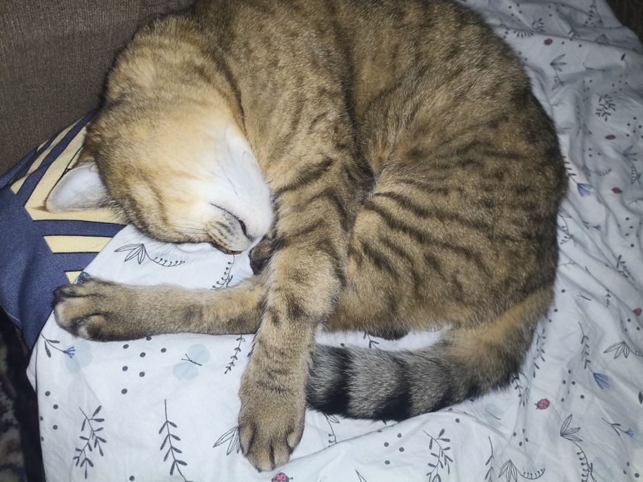 Кошка стерилизованная