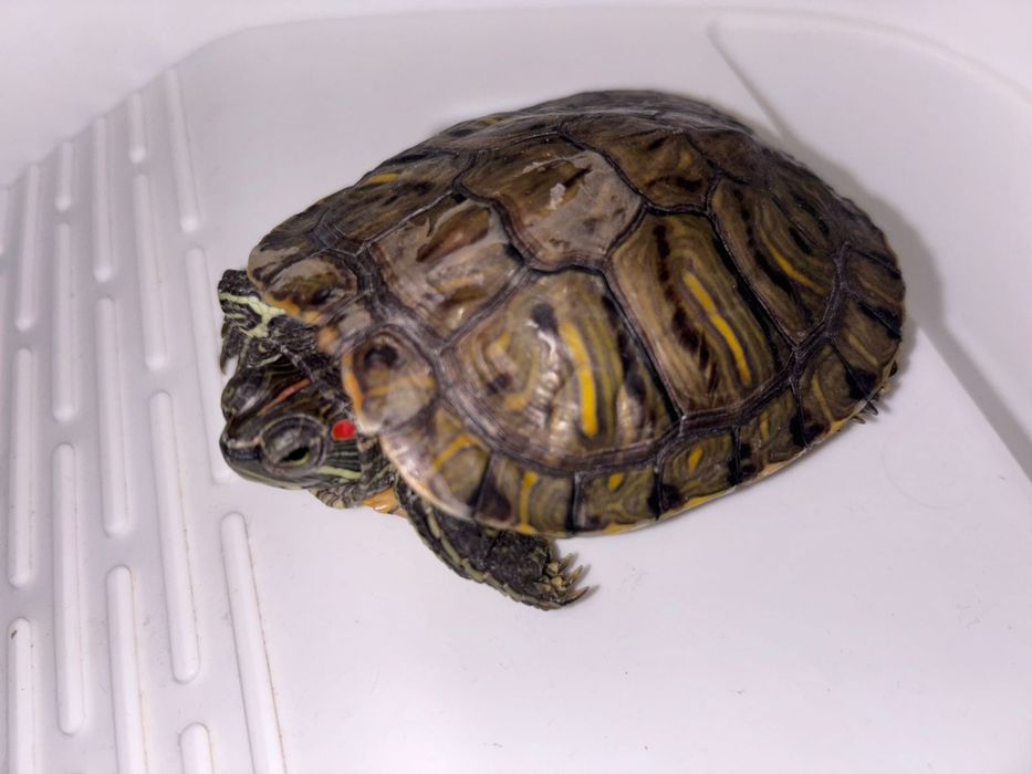 Продам срочно черепашек