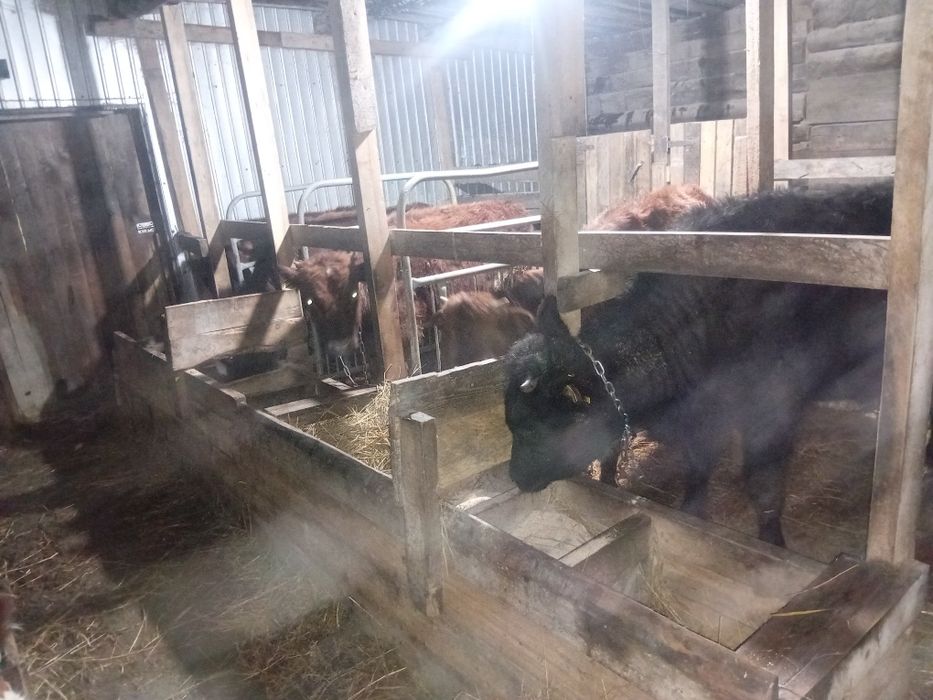 Бычки телочки  откормленые