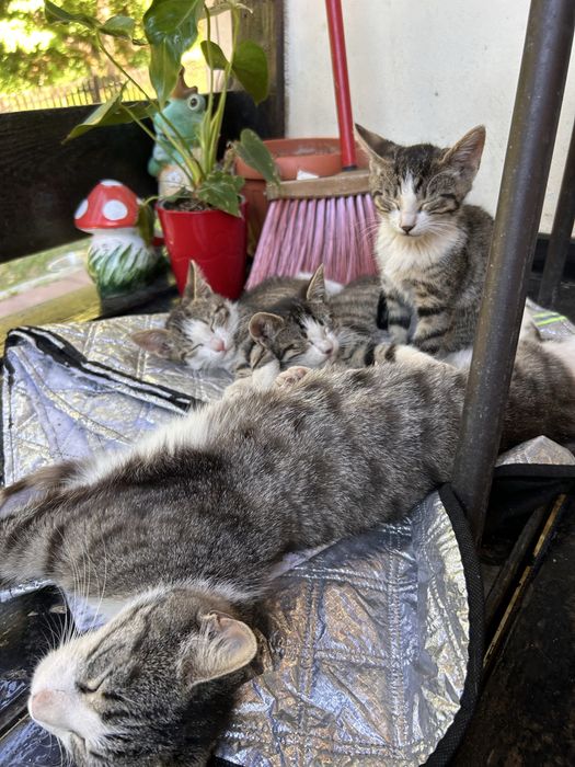 Pui de pisică spre adopție