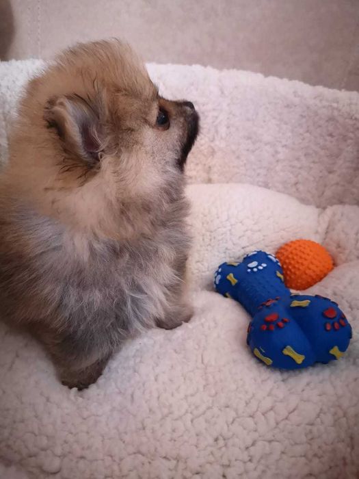 Выставочные щенки шпица