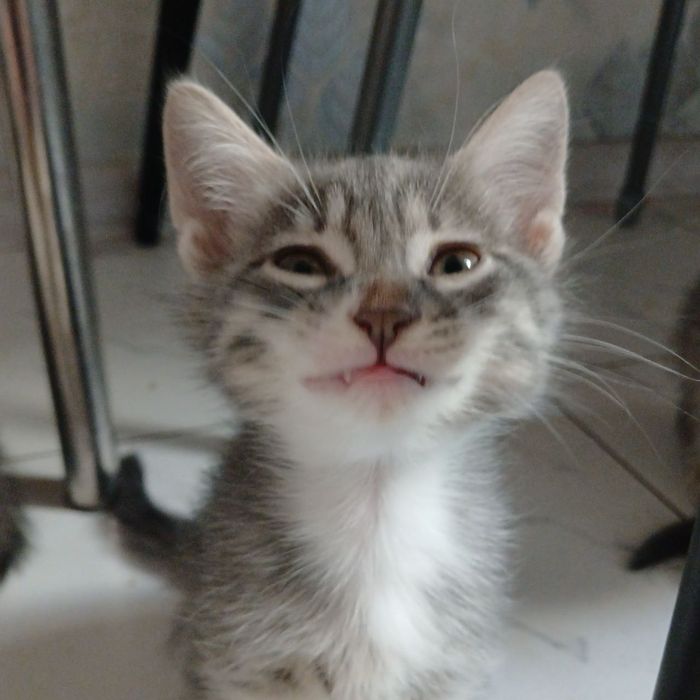 Отдам даром красивых котят.