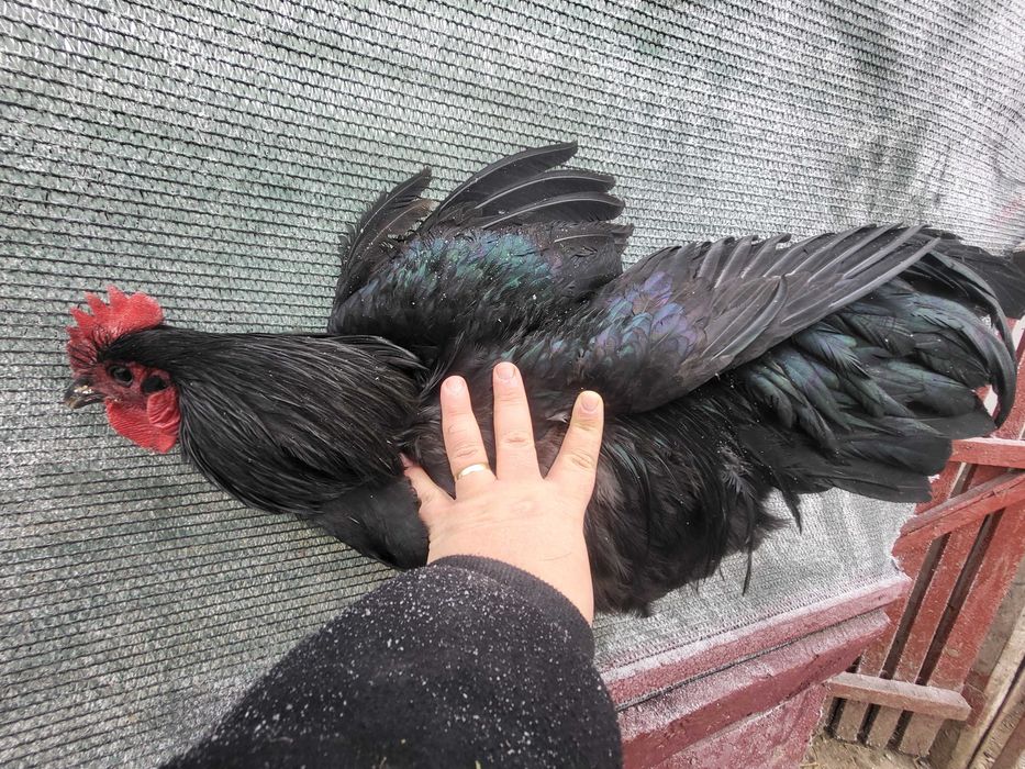 Gaini si cocosi australorp