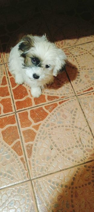 Bichon 3 luni  Bichon