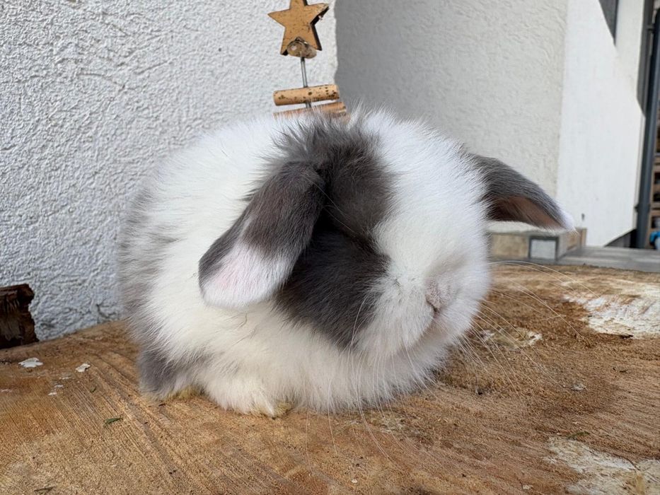 Iepuri pitici de companie berbec pitic/mini lop/holland lop