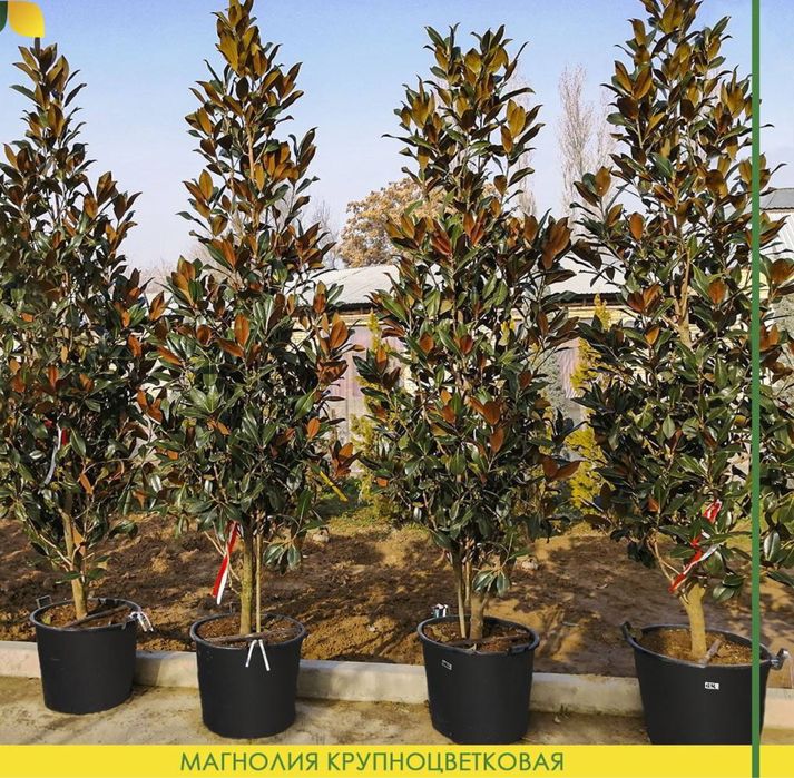 Magnoliya grandiflora Little Gem Italiyaniki