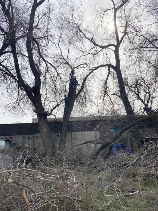 Спил с руб деревьев