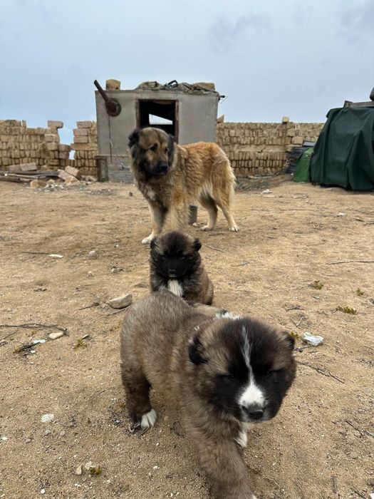 Кавказ кушиктер сатылады