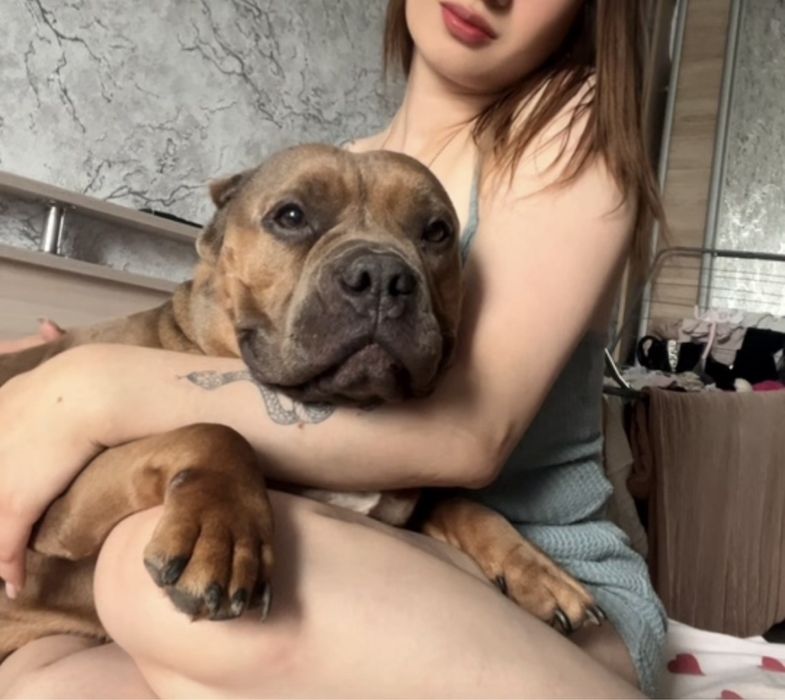 Девочка американский булли