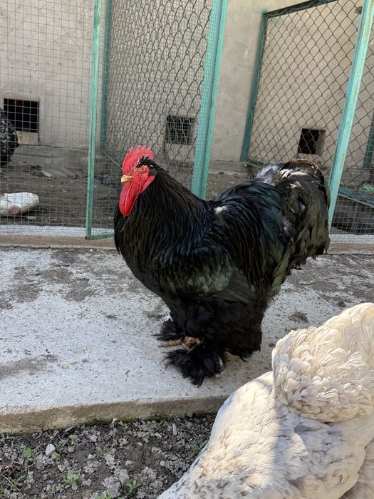 Кохинхин петух черный