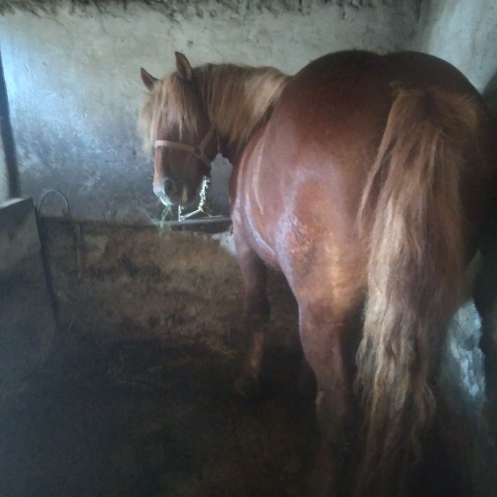 Mânz de 2 ani jumate