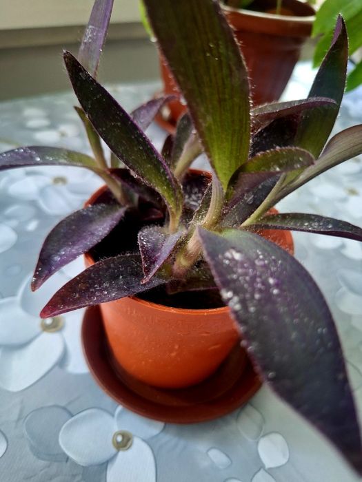 Продаются комнатные растения