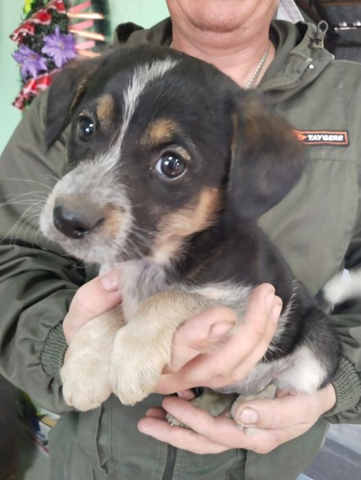 Отдам щенят в добрые руки