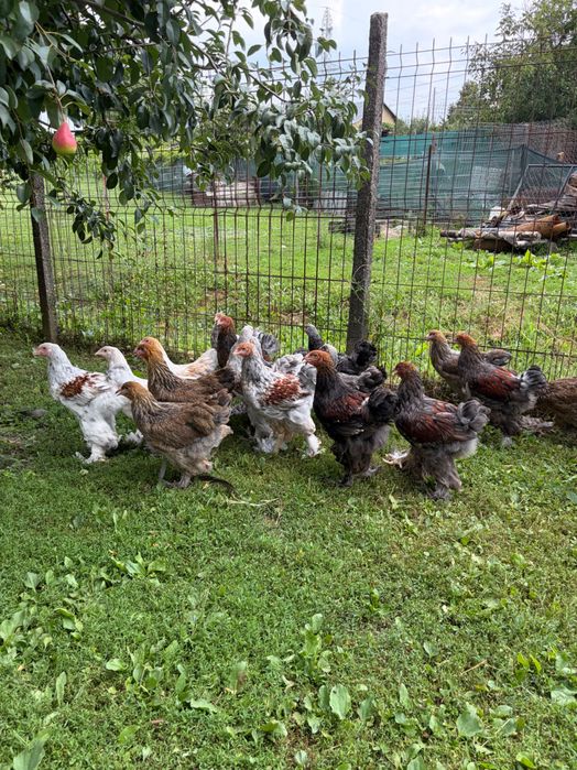 Brahma rotgesattelt și herminat închis