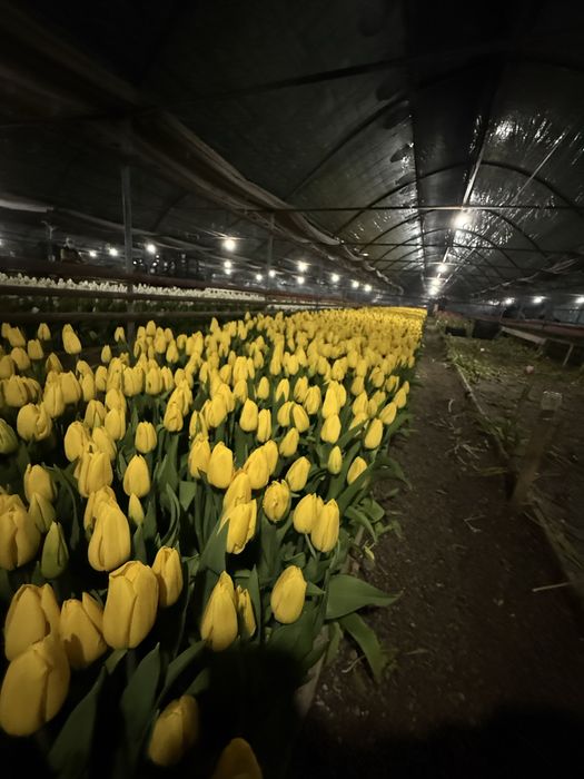 Тюльпан люкс мега