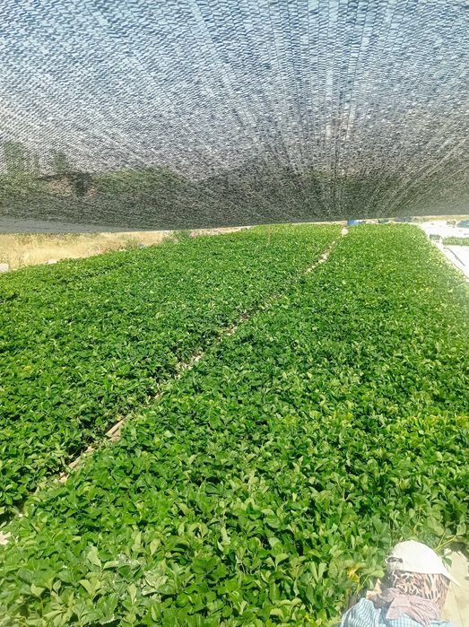 Қулупнай кўчатлари, рассада клубник