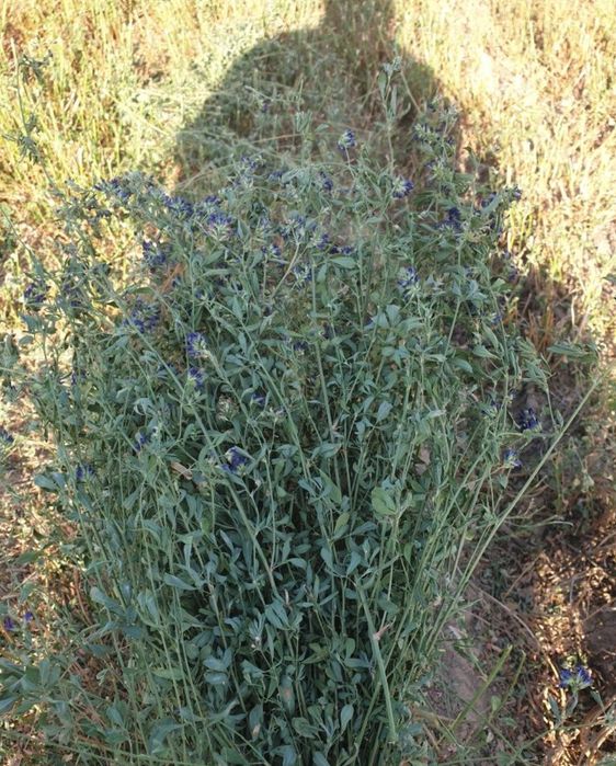 Пресс шёп сатылады