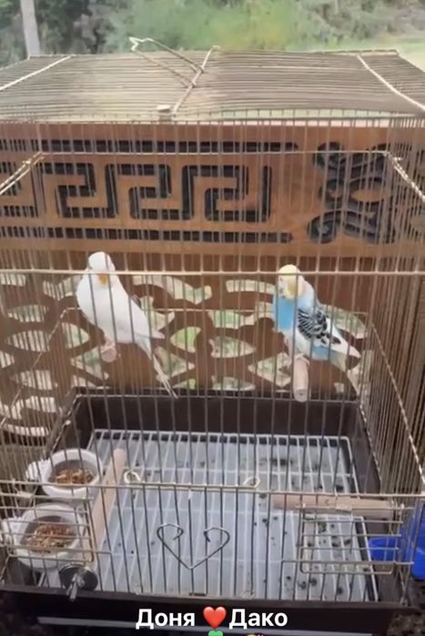 волнистых попугаев Доня  Дако