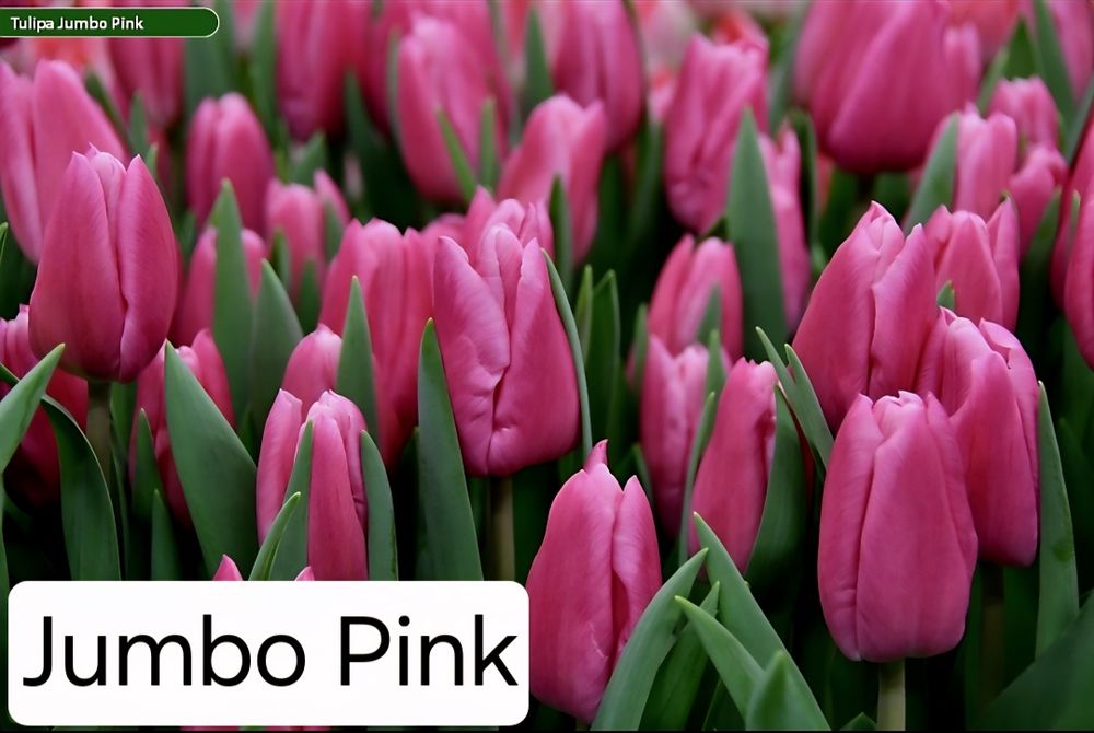 Тюльпаны к 8 марта оптом и в розницу!