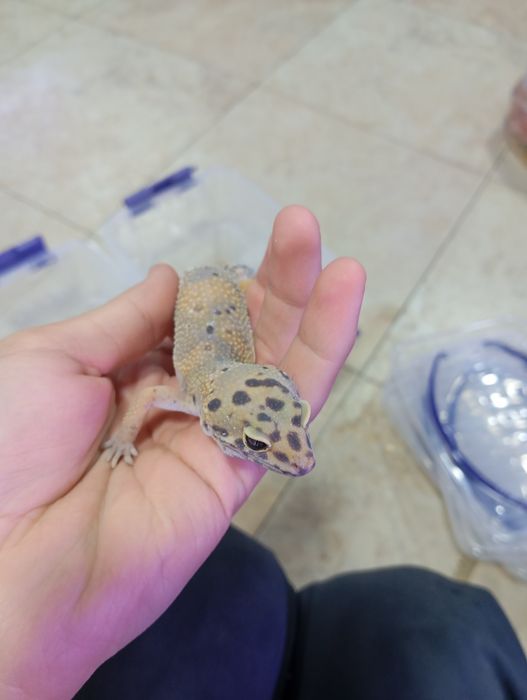 Геккон 4 хил расцветкада