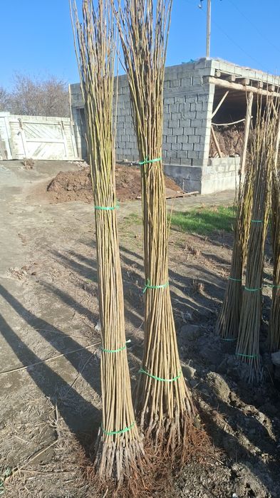 Терак кучатлари ишончли