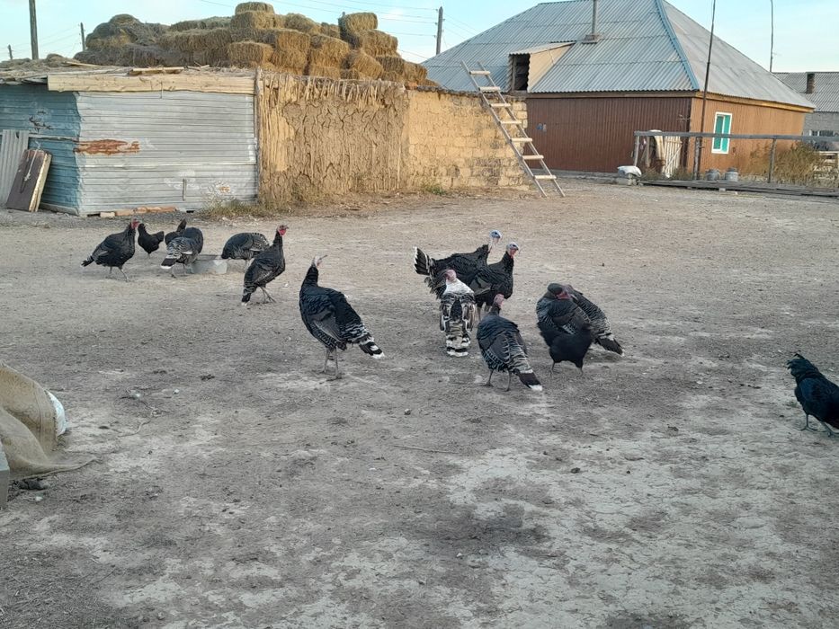 Продам Гусей,Индюков,Кроликов.