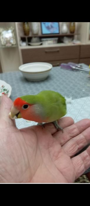 Ручные попугаи неразлучники