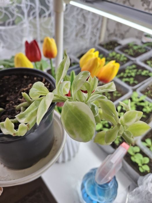 Продам отросток мезембриантеума