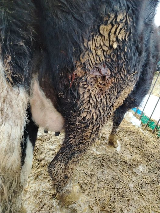 Коровы с телятами